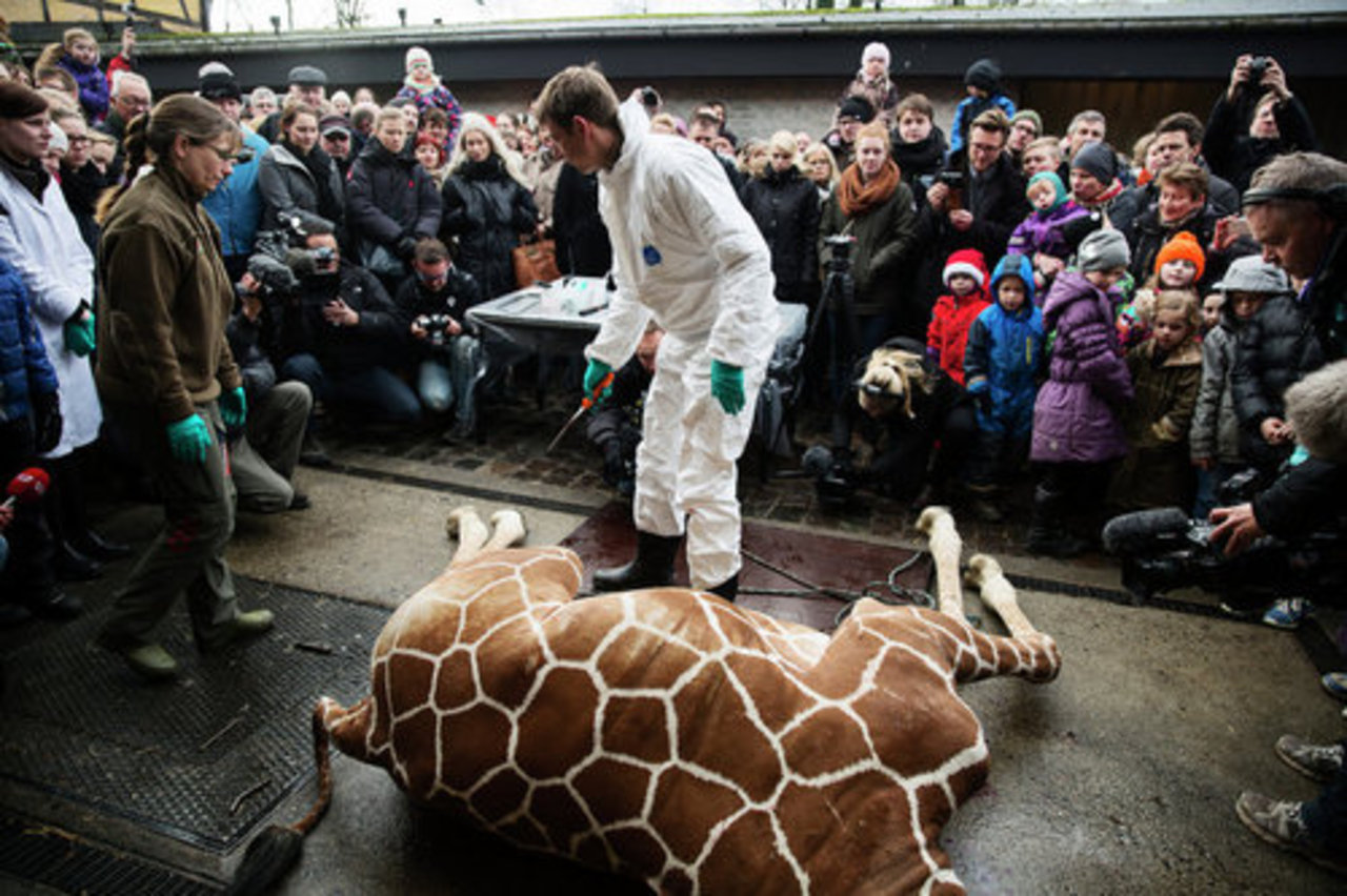 фото: AFP/Kasper Palsnov/Scanpix Denmark