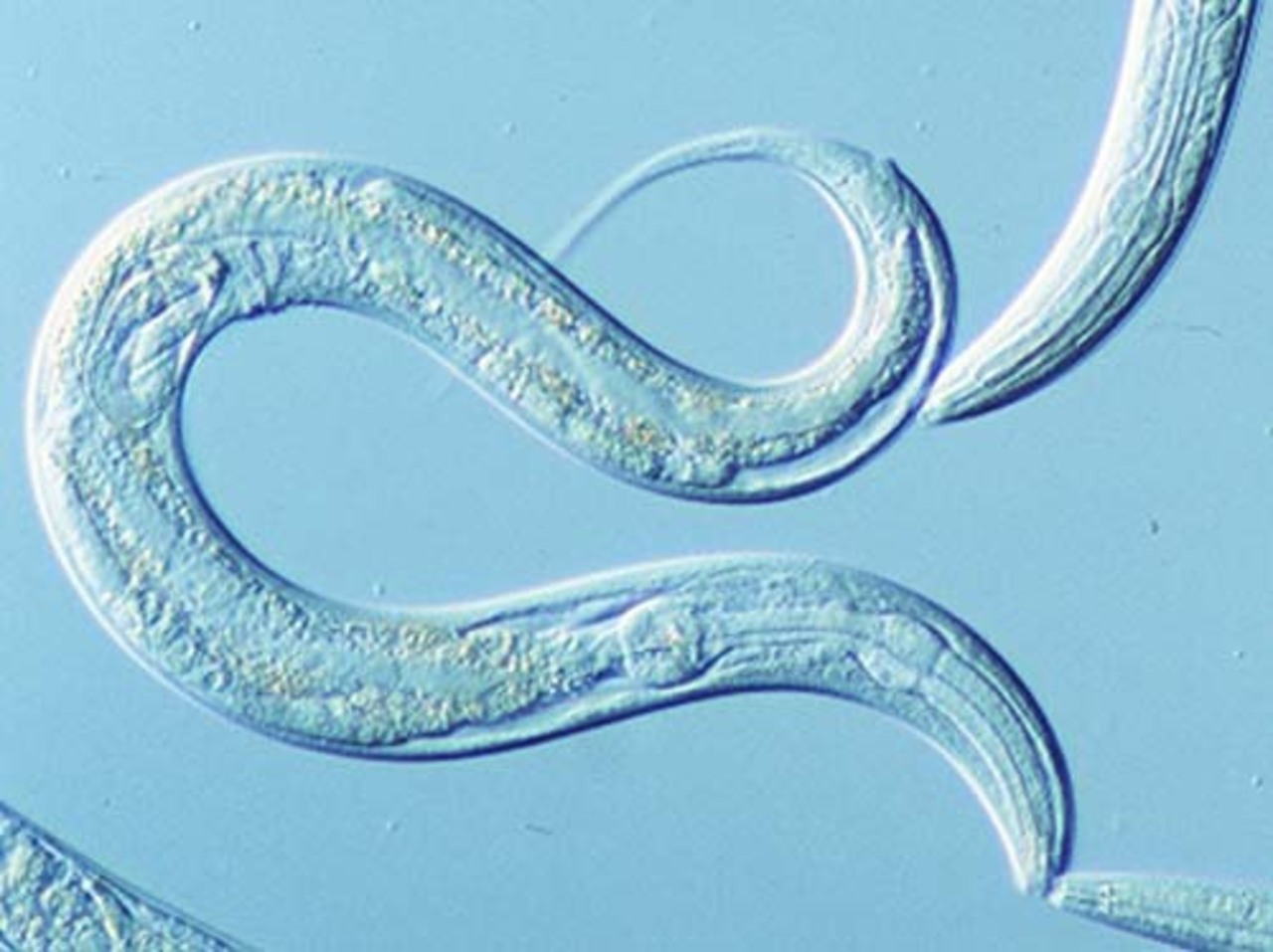 фото: genomics.nimr.mrc.ac.uk