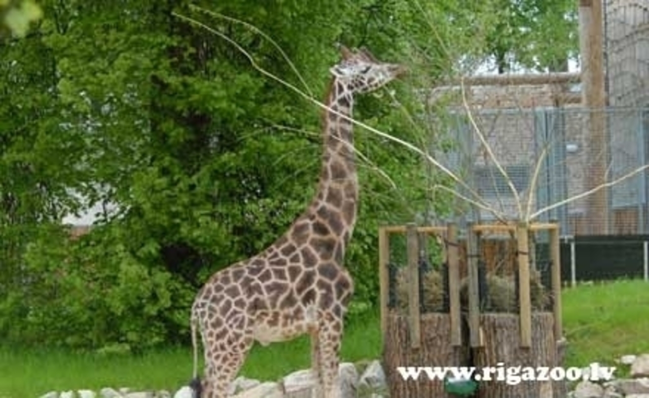 фото: rigazoo.lv