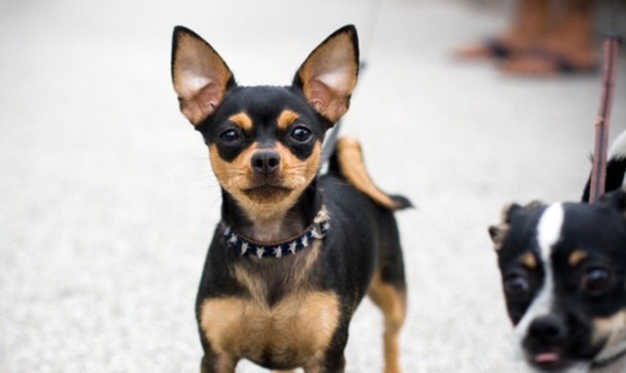 фото: dog-my.ru