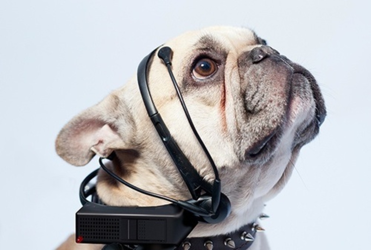 фото: nomorewoof.com