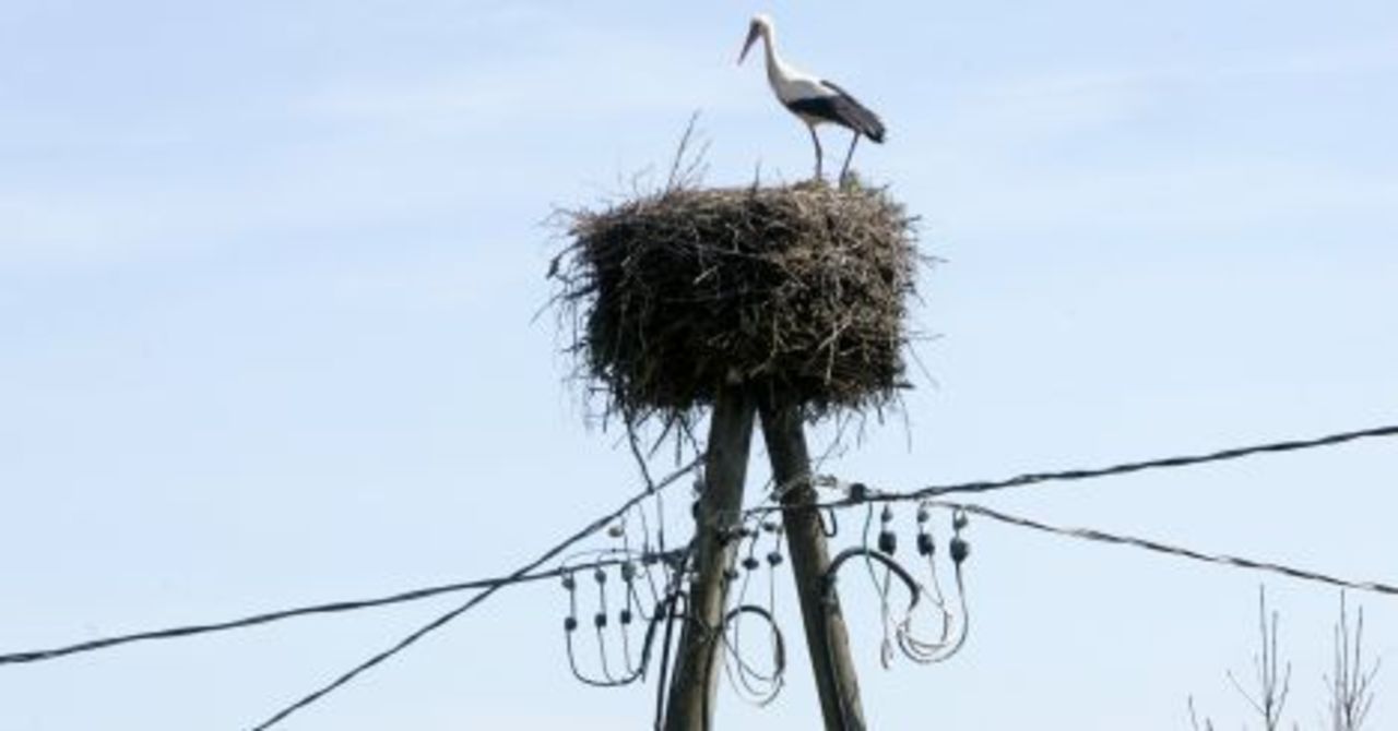 foto: bnn.lv