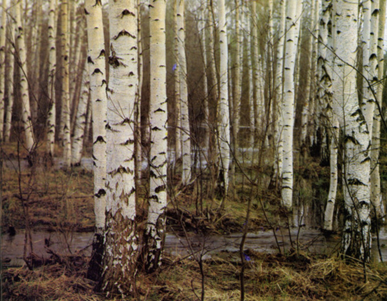 фото: dendrology.ru