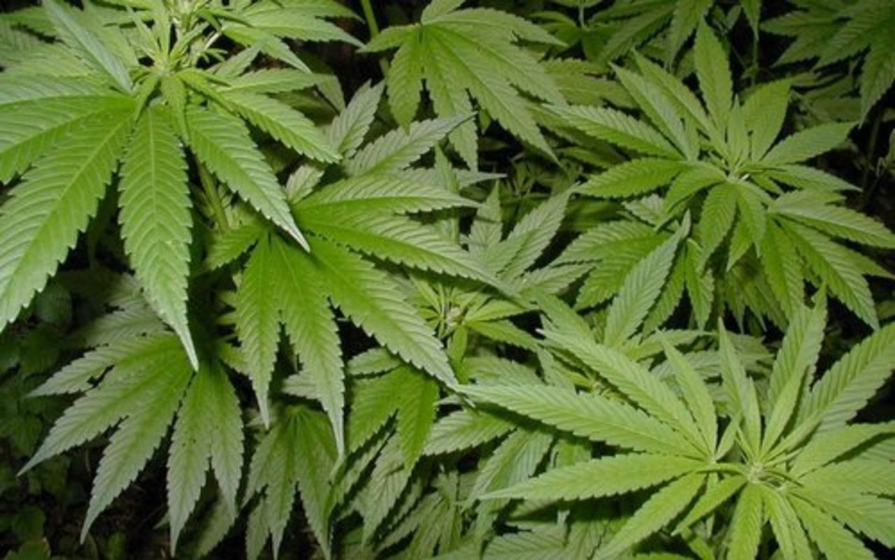 фото: cannabis-indoor.net