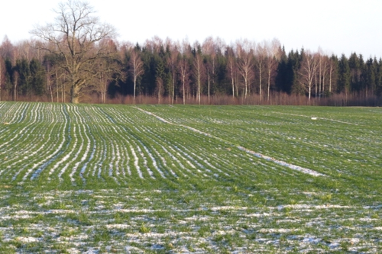 foto: meteolapa.lv