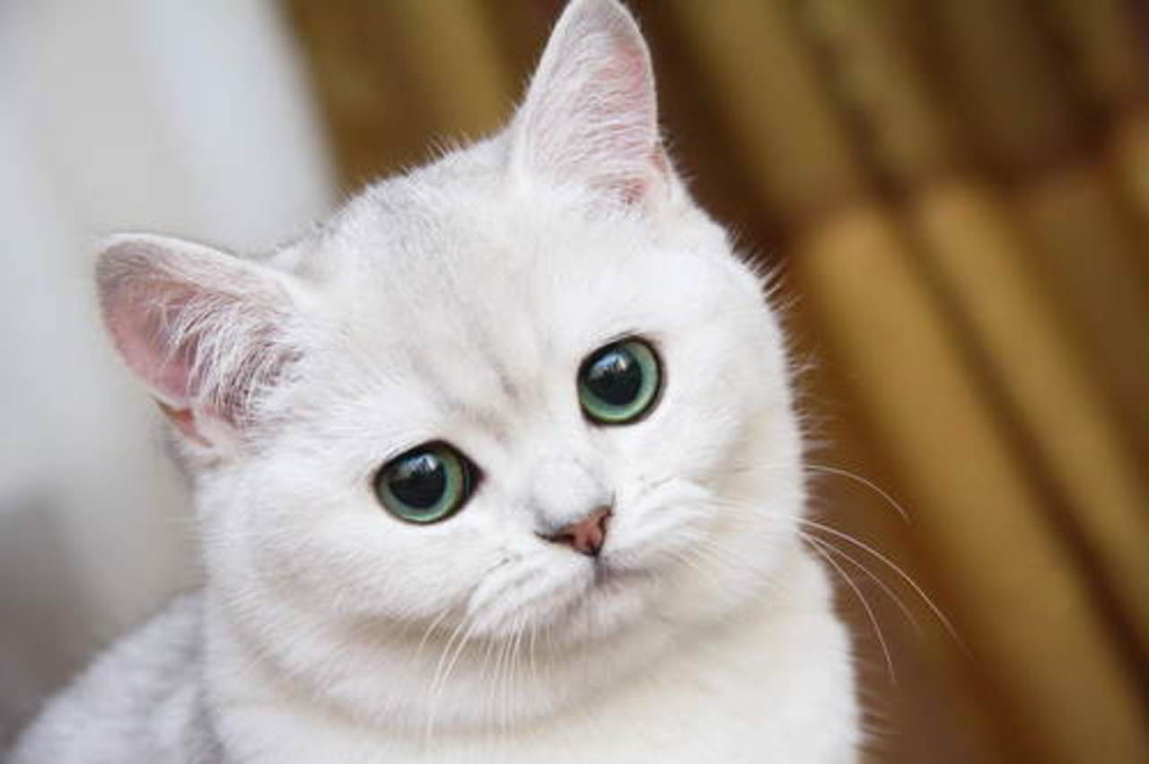 фото: sunny-cat.ru