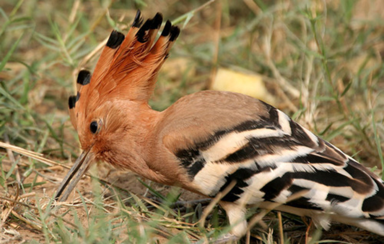 foto: lv.wikipedia.org