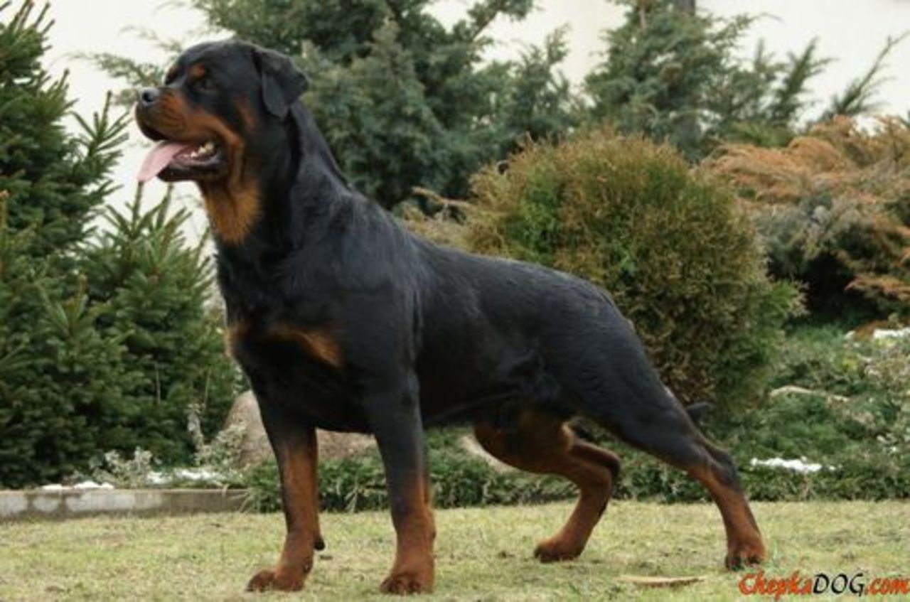 foto: chepkadog.com