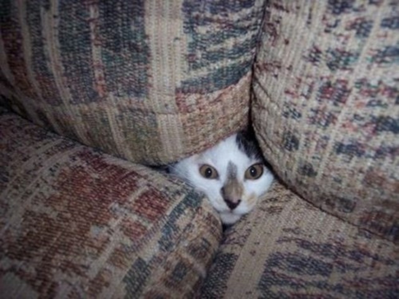 фото: funny-cats.livejournal.com