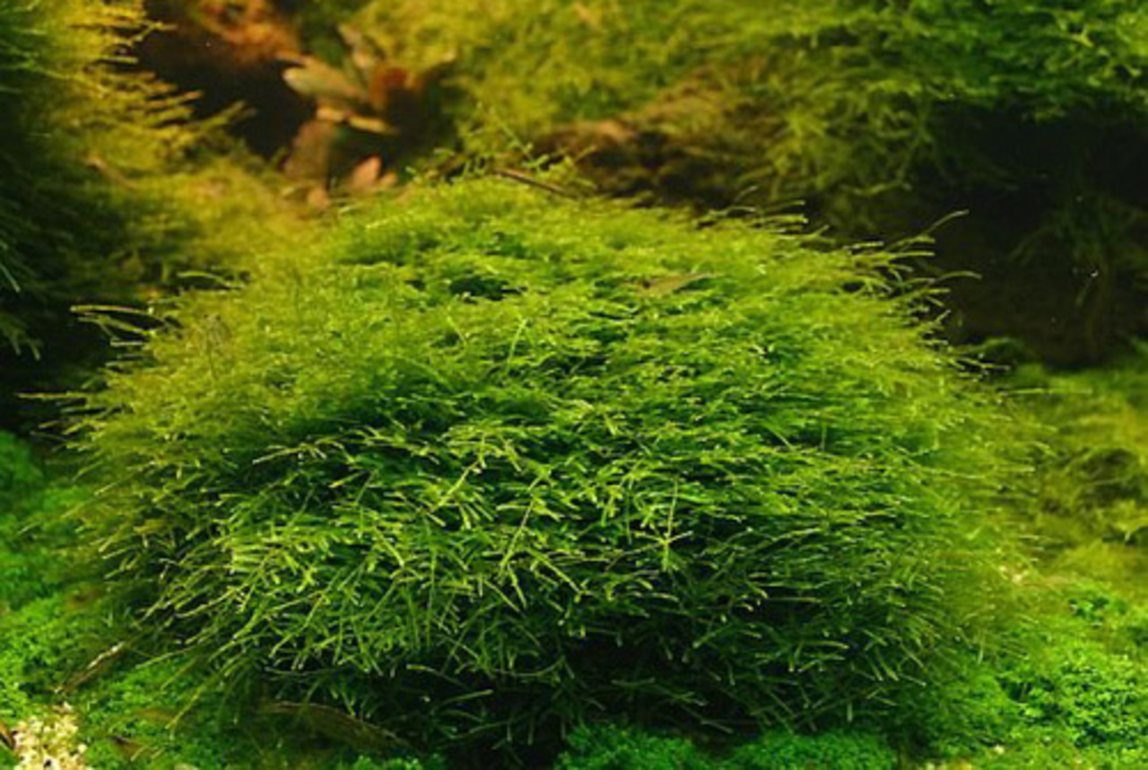 фото: proocean.ru