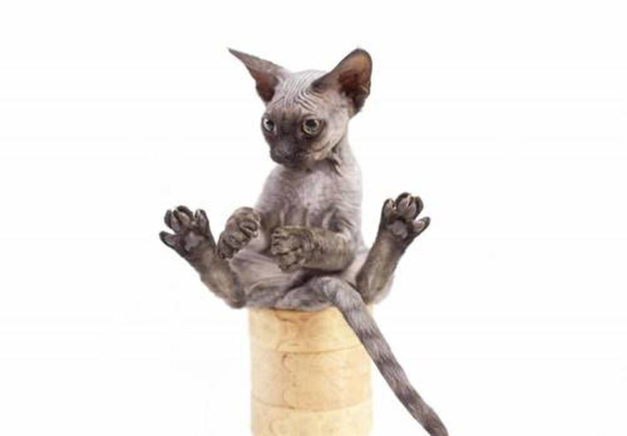 foto: Caters/Scanpix
