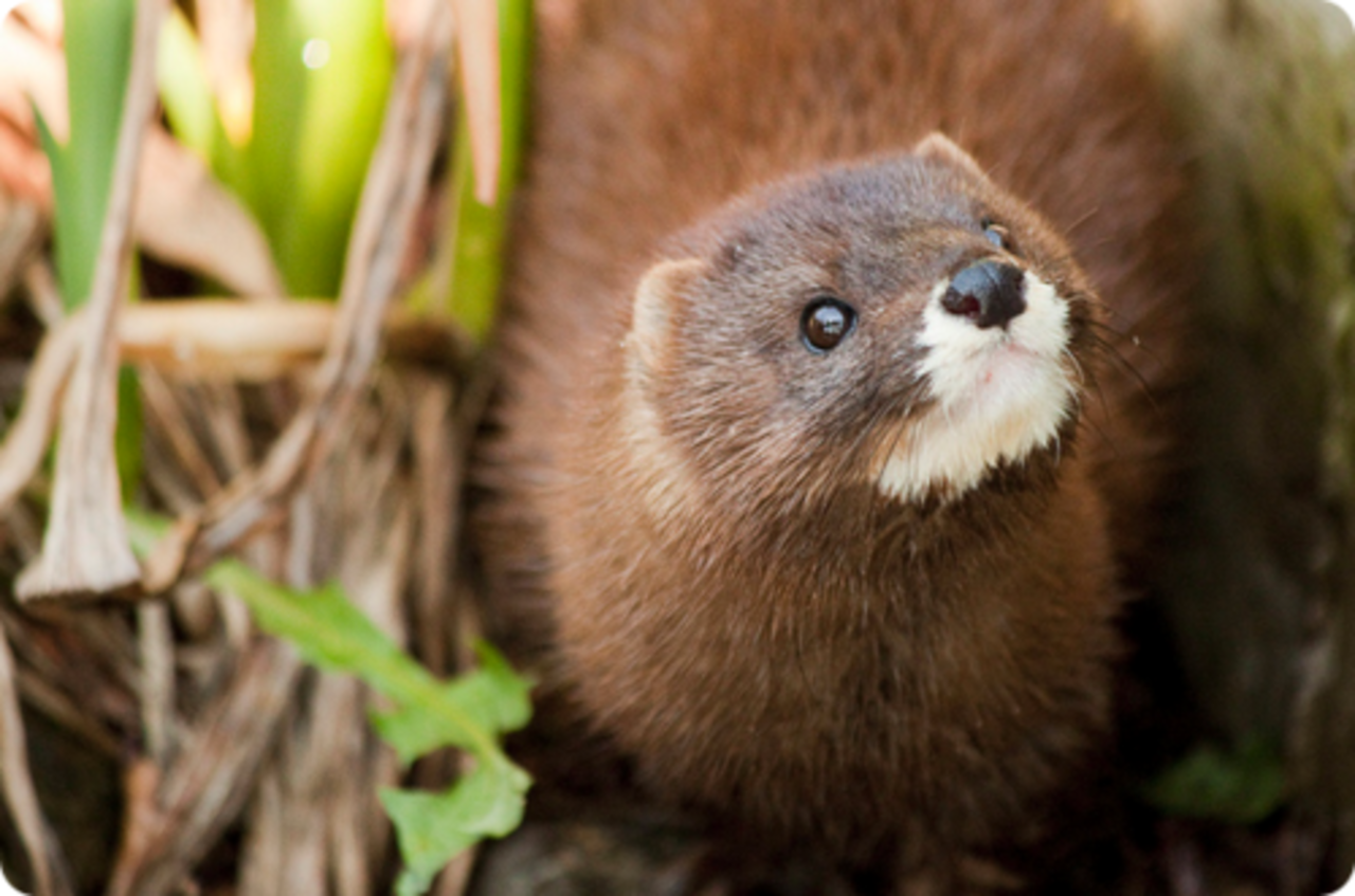 фото: zoopicture.ru