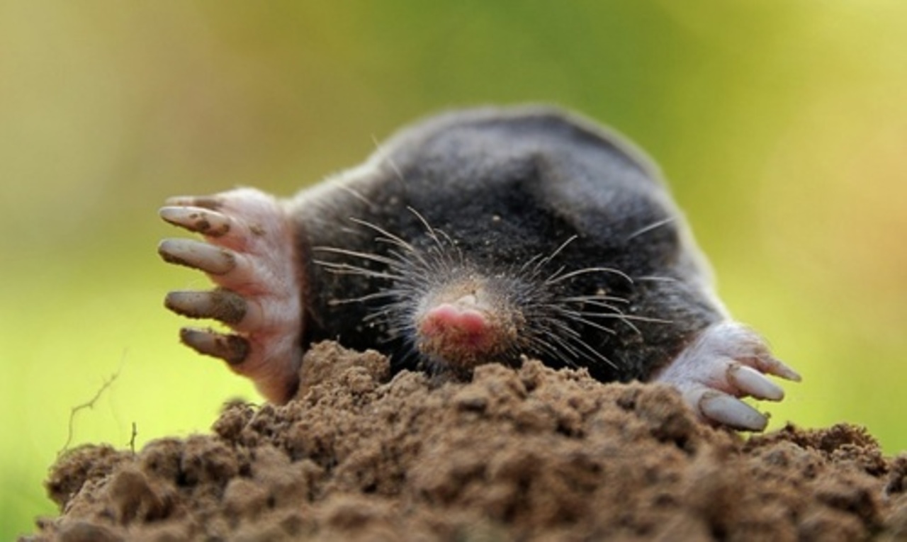 фото: news.mail.ru