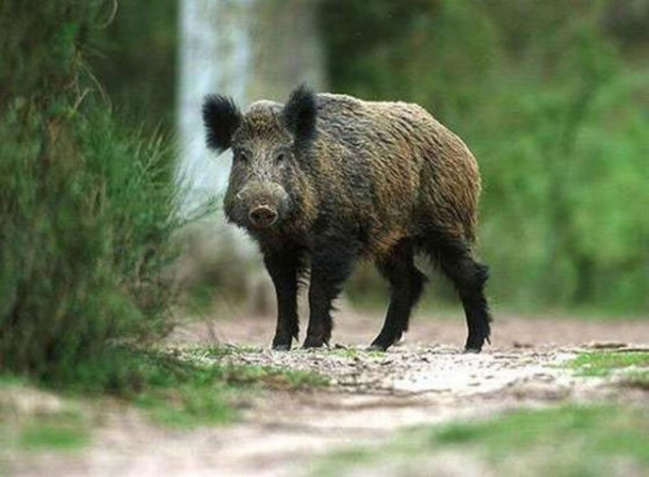 foto: kaban.info