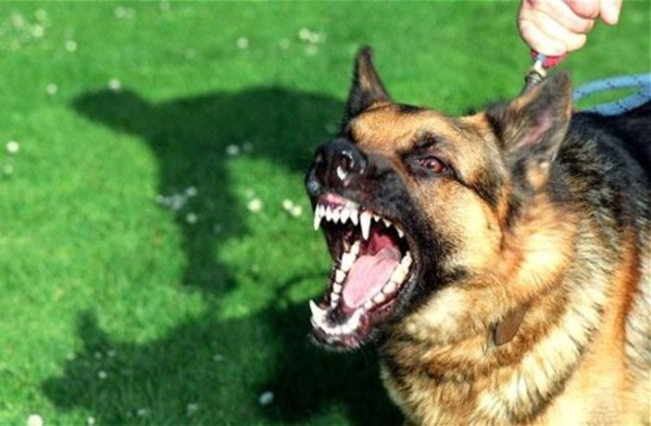 foto: animal.ru
