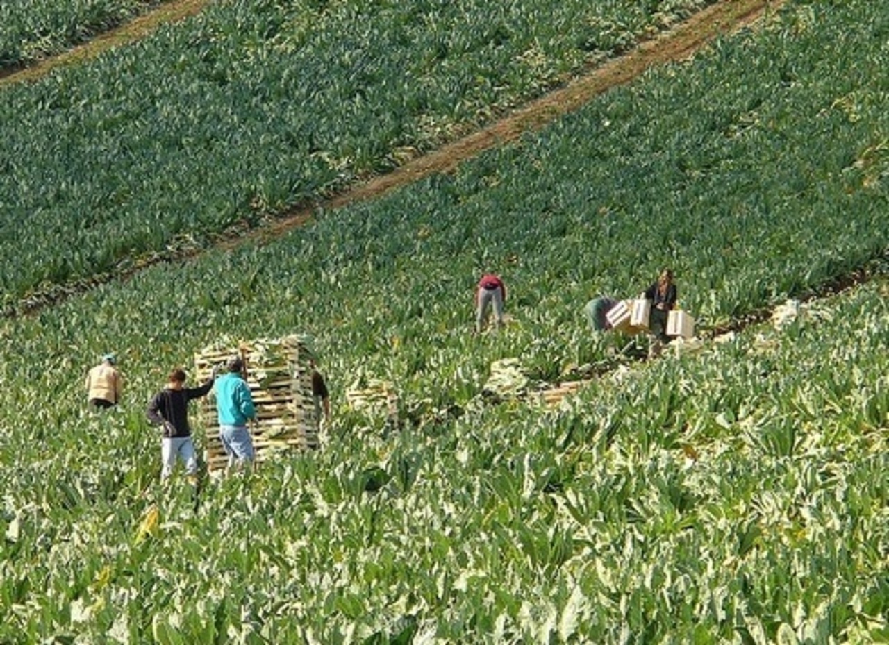 foto: fruitinfo.ru