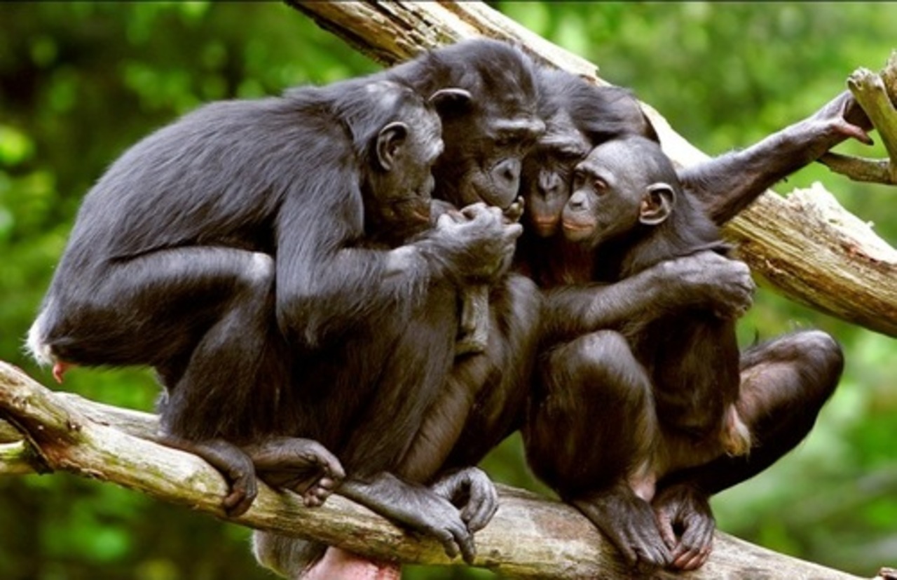 foto: goodnewsanimal.ru
