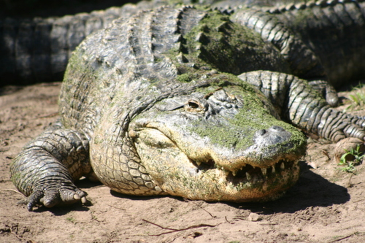 foto: wikimapia.org
