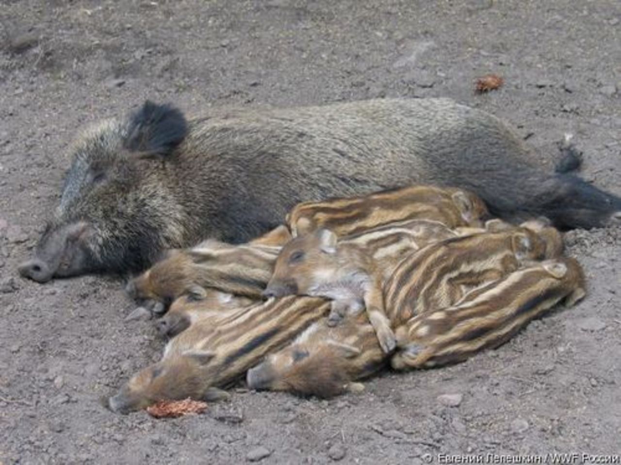 foto: wwf.ru