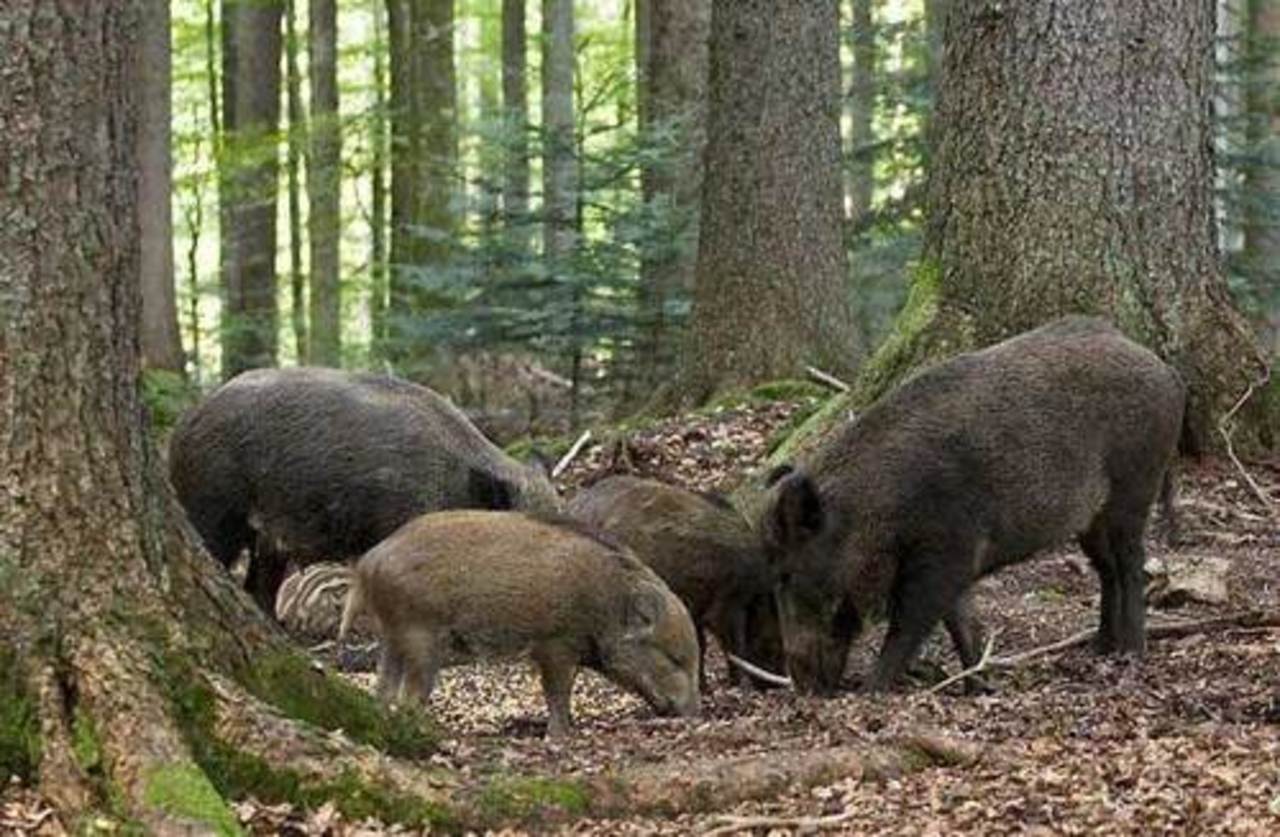 foto: zoofayna.ru