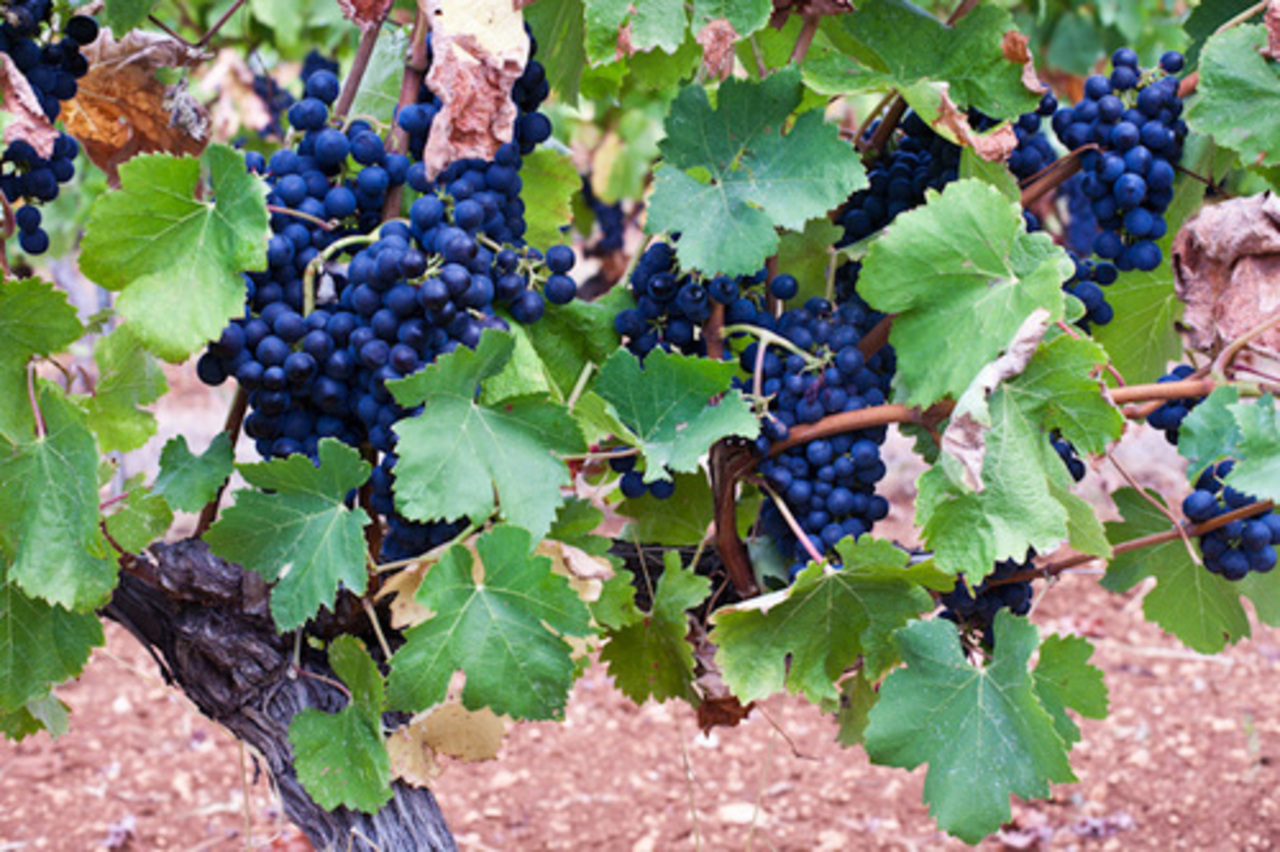 foto: gourmet-tourism.com