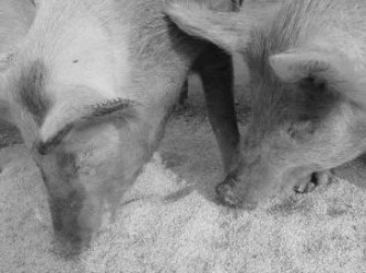 foto: freeimages.com