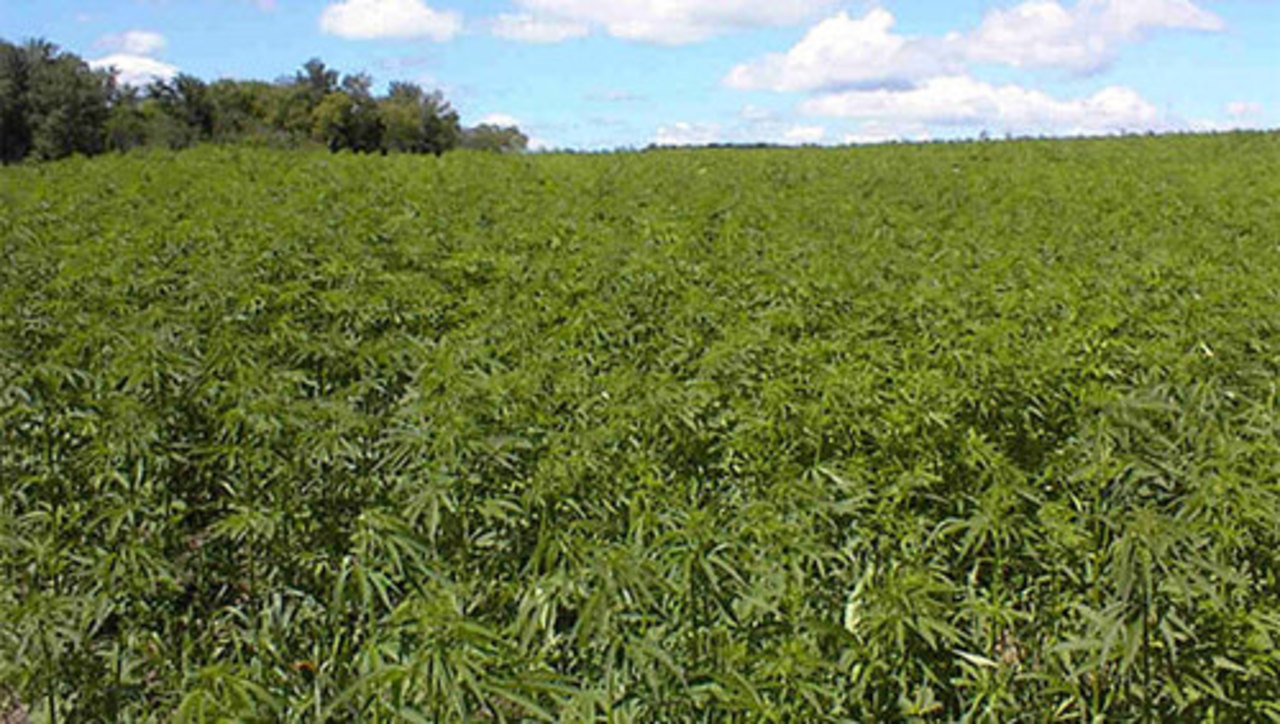 фото: legalizeclub.org