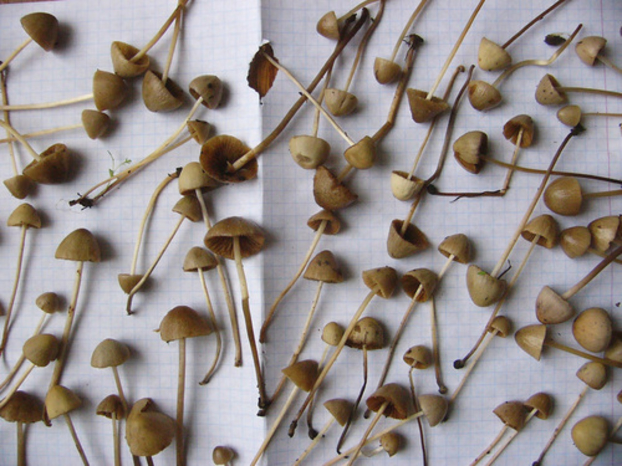 фото: psyplants.com.ua