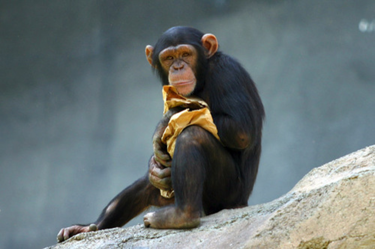 фото: quickiwiki.com