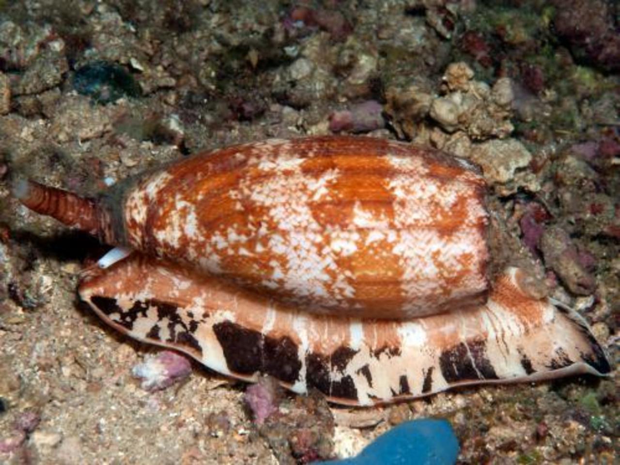 фото: forum.diveplanet.ru