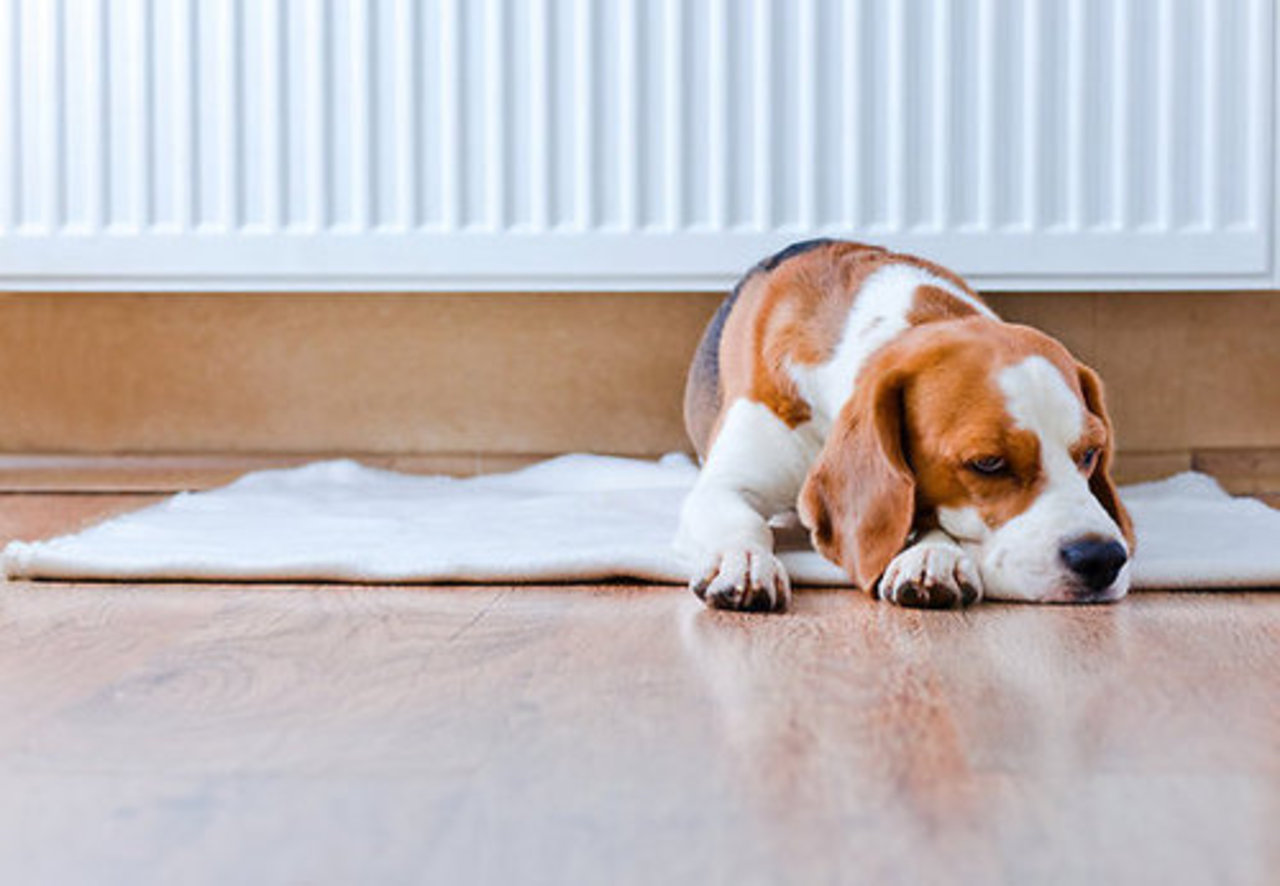 фото: Shutterstock
