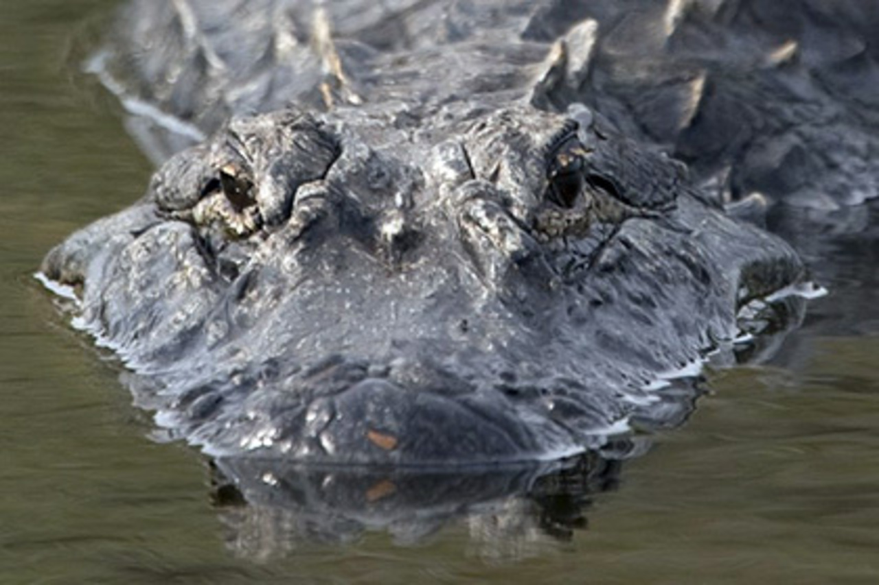 фото: AFP