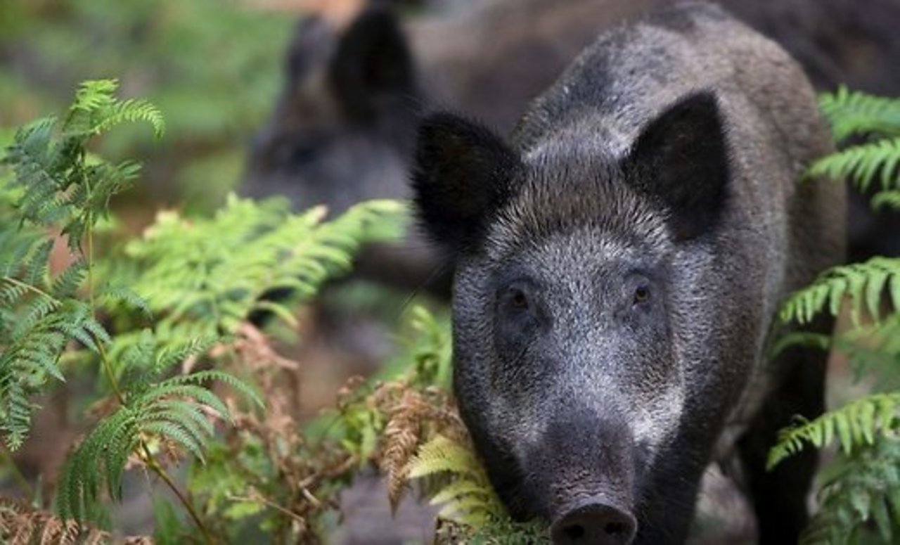 AFP/Scanpix