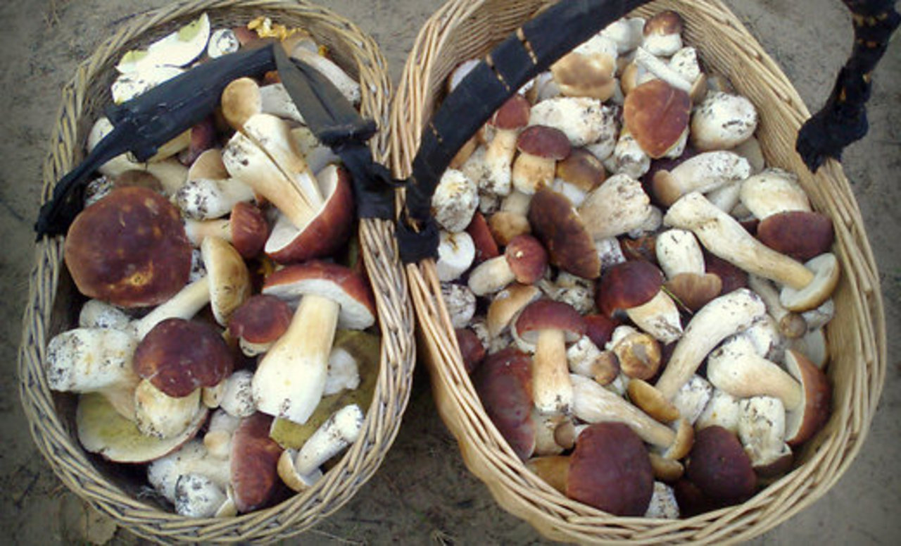 DELFI Aculiecinieks