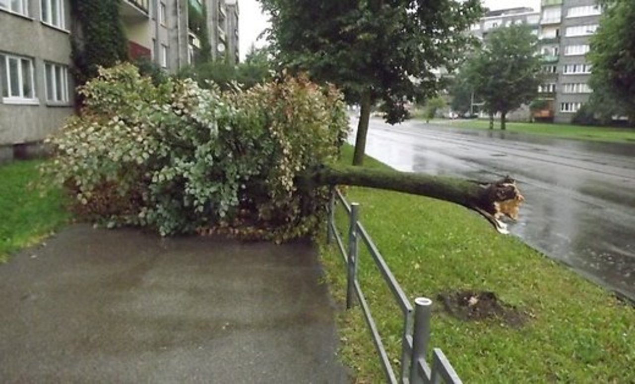 Izgāzts koks Daugavpilī