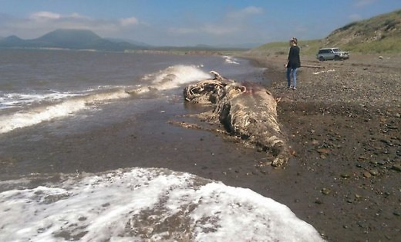 sakhalinmedia.ru