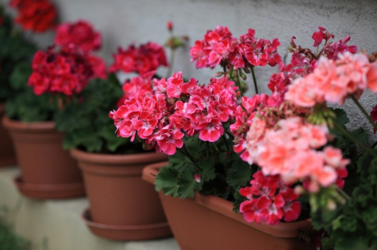depositphotos.com
