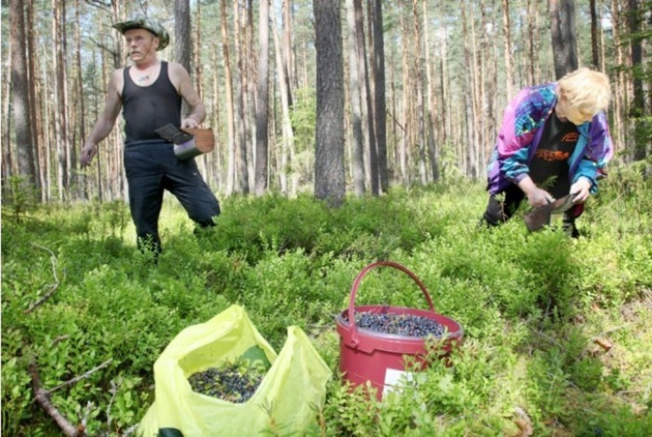 rus.db.lv/ Gatis Bogdanovs