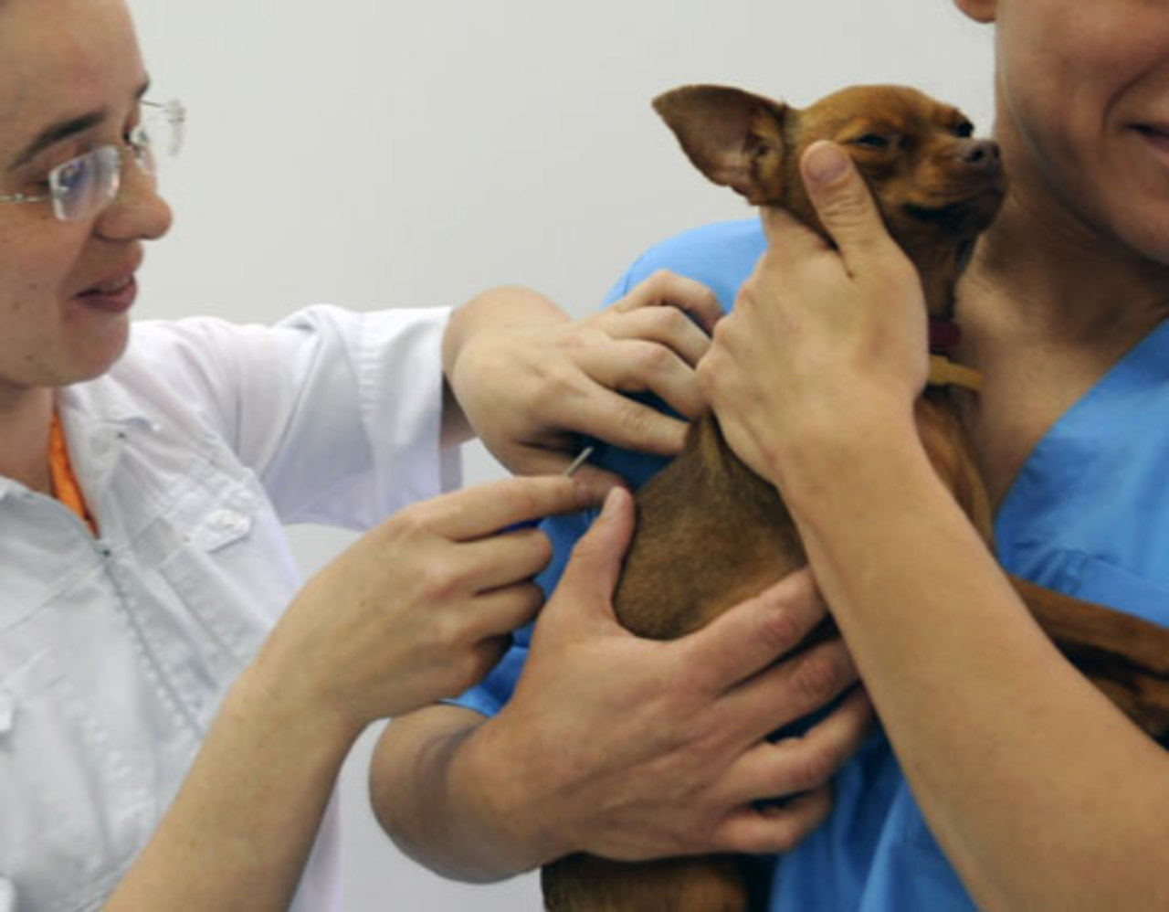 www.veterinardoma.ru