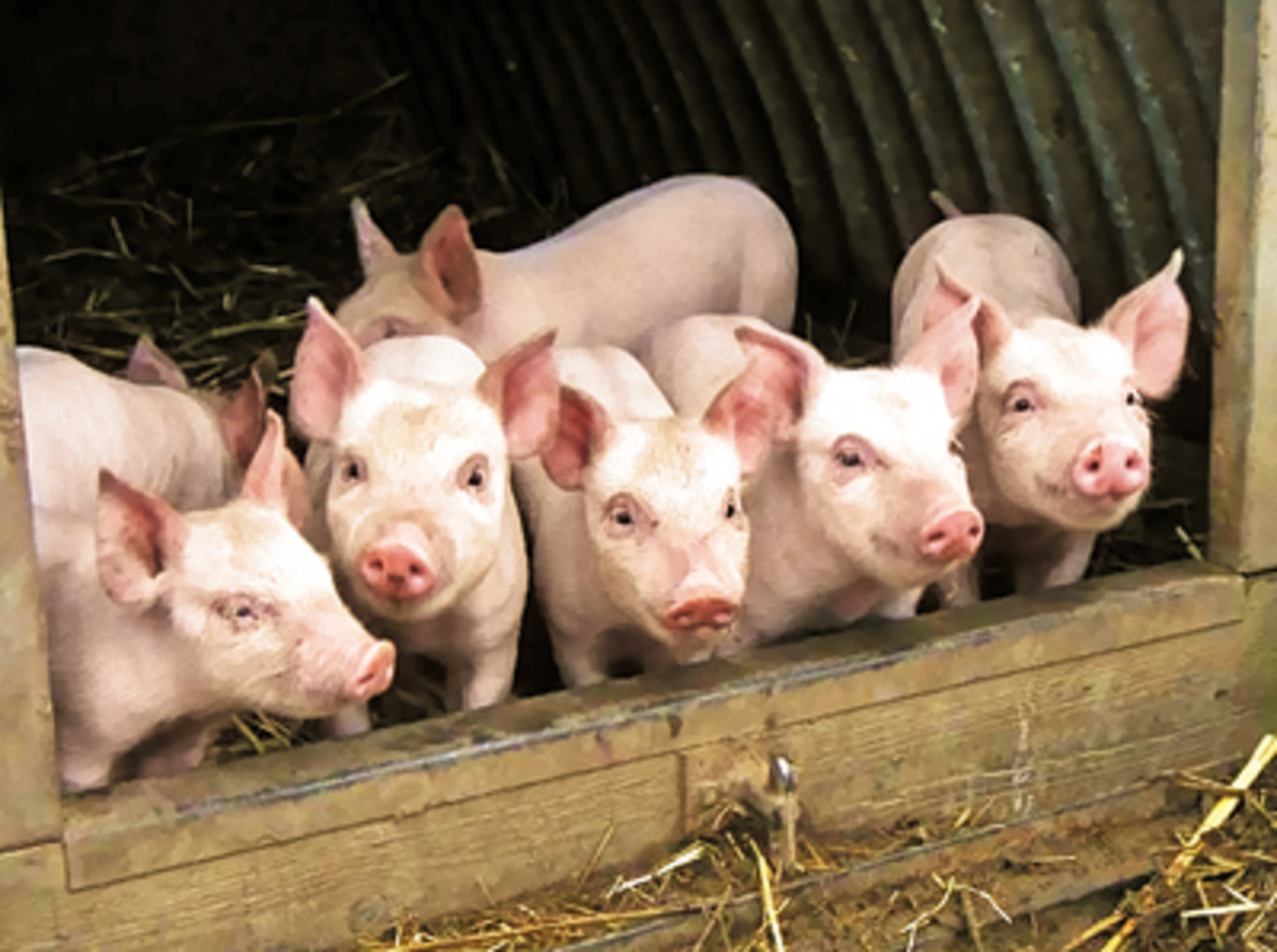 www.perfectagro.ru