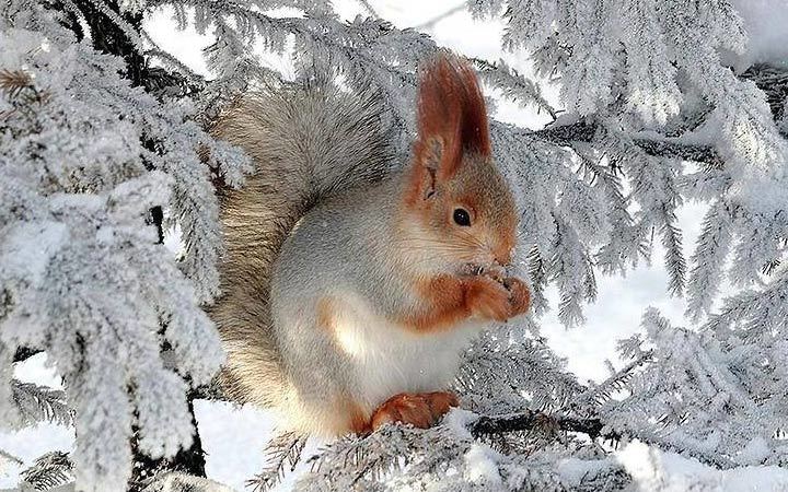 Иллюстративное фото