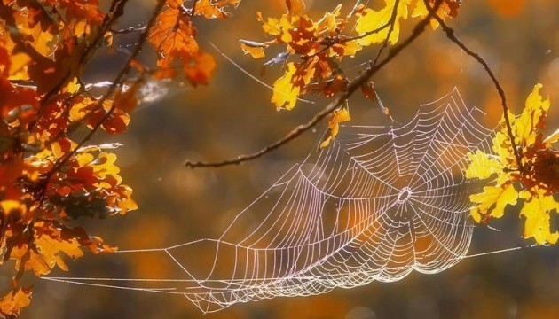 Иллюстративное фото