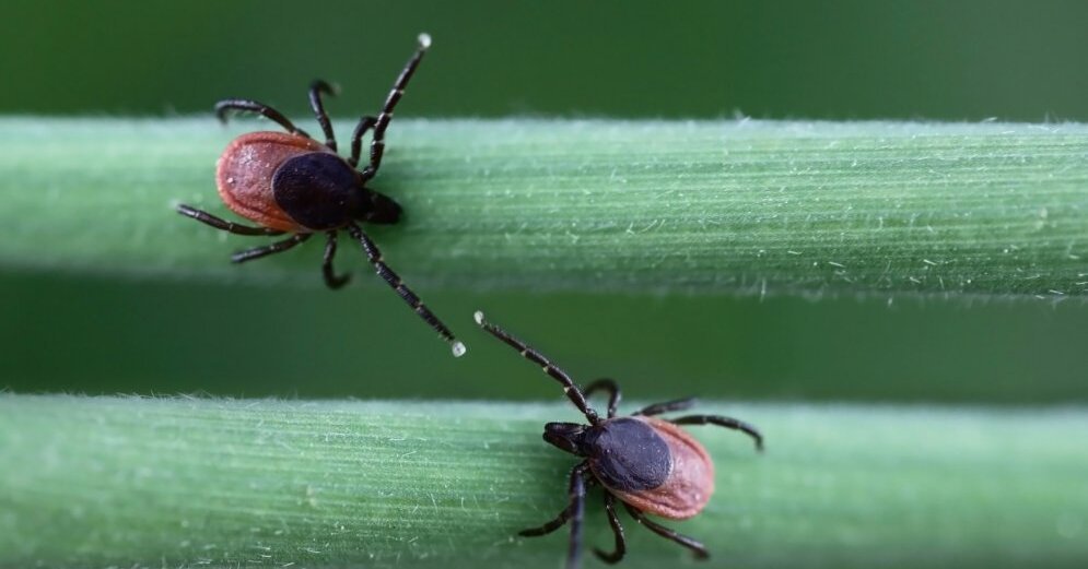 Иллюстративное фото