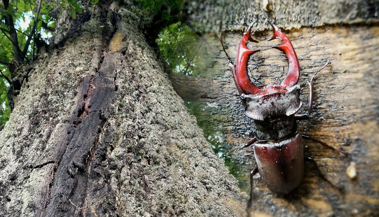 Место обитания жука-оленя, фото: A.Баршевскис. Самец жука-оленя, фото: A.Дунскис