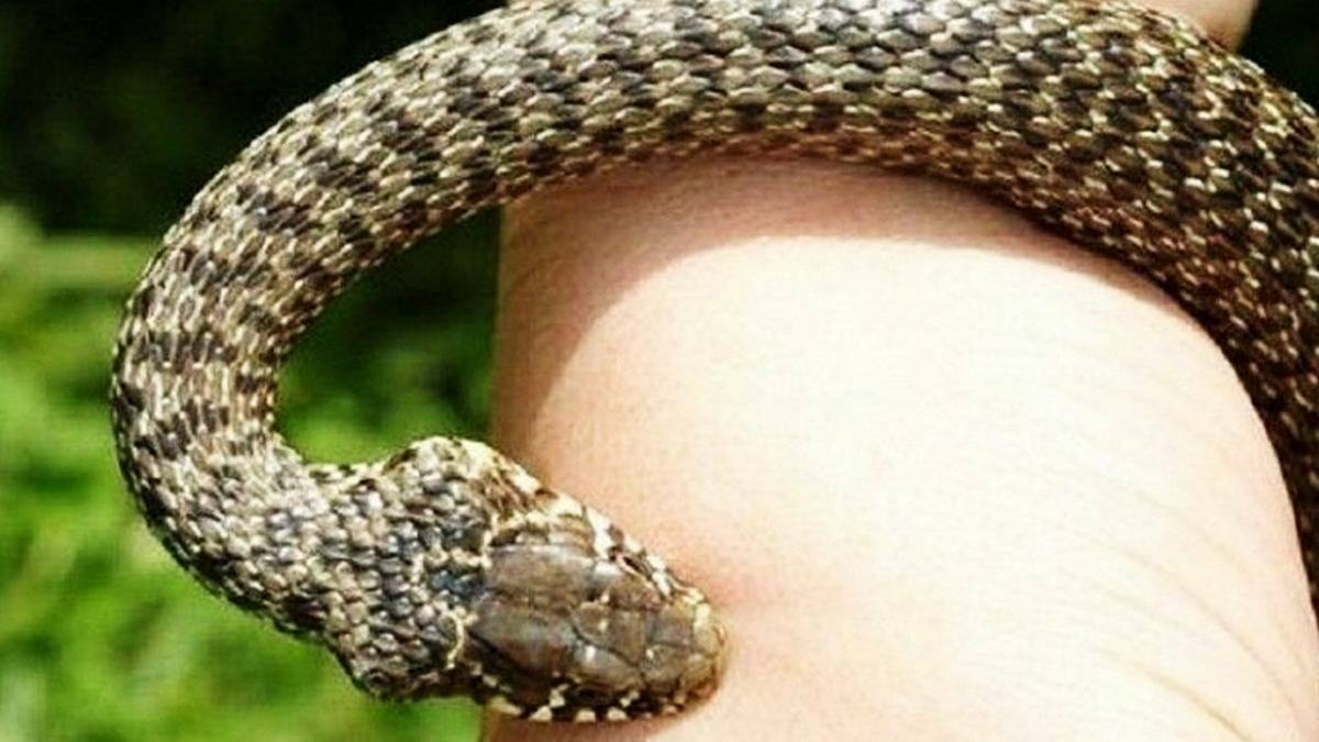 Иллюстративное