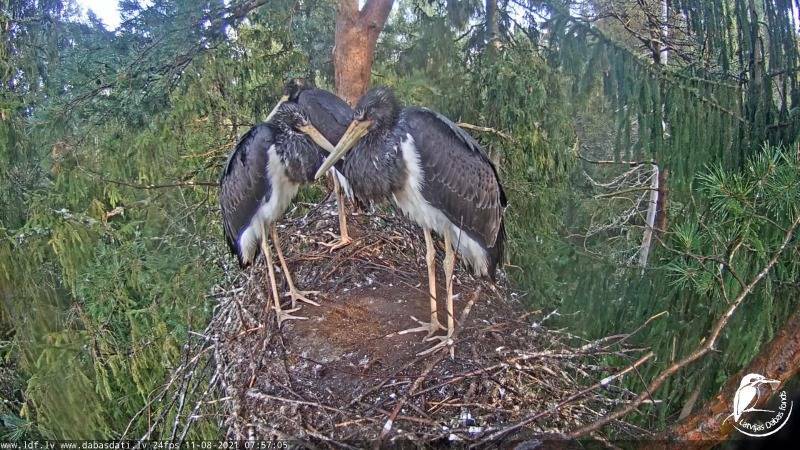 аист убивает своих птенцов зачем. Смотреть фото аист убивает своих птенцов зачем. Смотреть картинку аист убивает своих птенцов зачем. Картинка про аист убивает своих птенцов зачем. Фото аист убивает своих птенцов зачем аист убивает своих птенцов зачем. Смотреть фото аист убивает своих птенцов зачем. Смотреть картинку аист убивает своих птенцов зачем. Картинка про аист убивает своих птенцов зачем. Фото аист убивает своих птенцов зачем