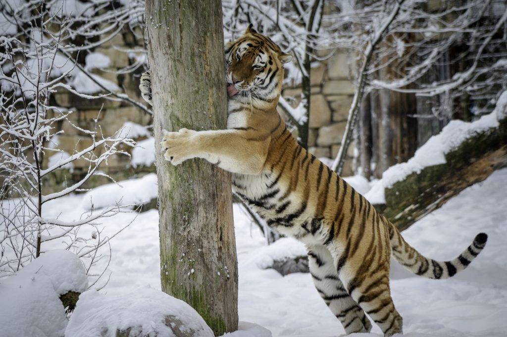 Любимец публики, тигр Август из Рижского зоопарка отмечает шестой день рождения