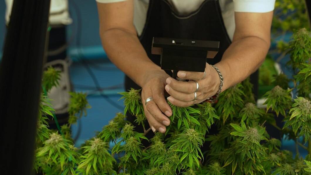 В рижской школе подросток приносил друзьям марихуану, которую выращивала его мать