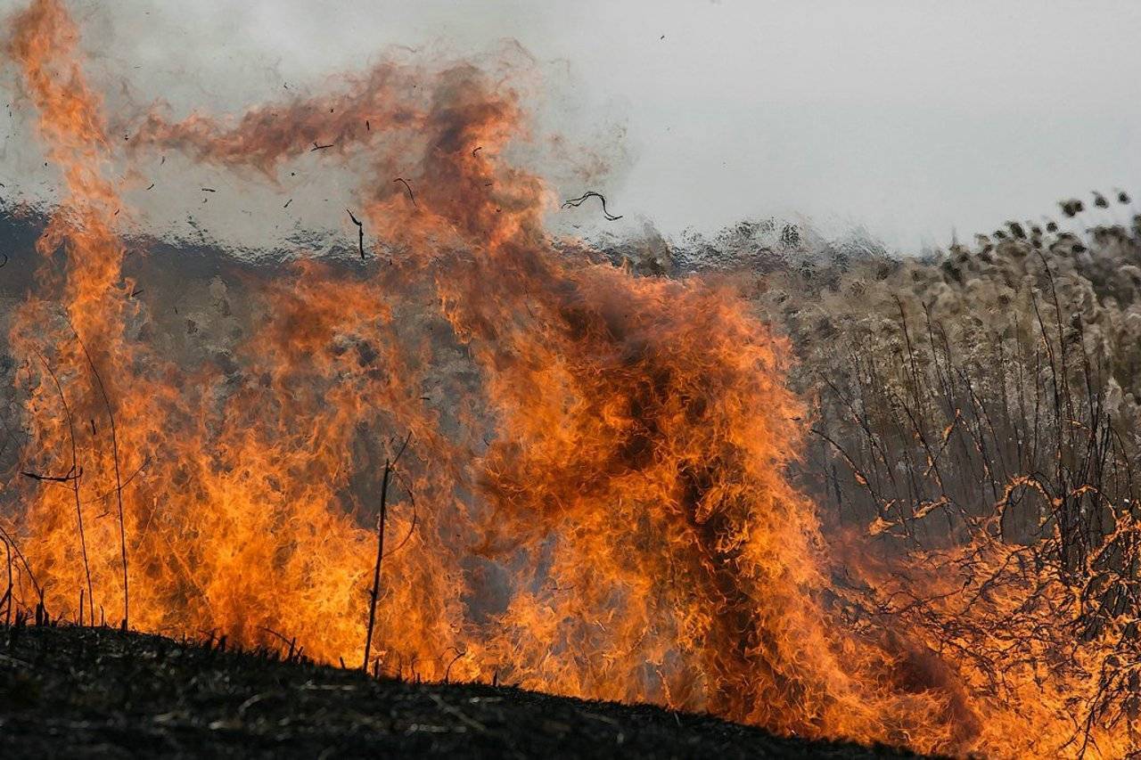 На улицах Нидеркунес и Дундуру огонь уничтожил гектар сухой травы