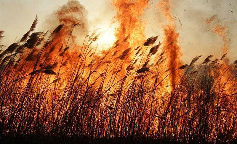 В Науенской волости выгорело 4 000 кв. метров прошлогодней травы